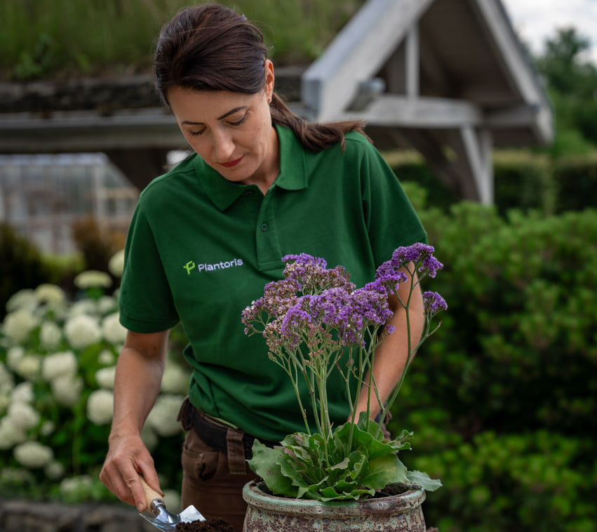 Ogrodniczka Plantoris sadząca kwitnącą roślinę w donicy